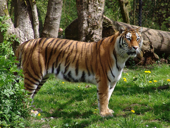 На Дальнем Востоке тигры все чаще встречаются с людьми