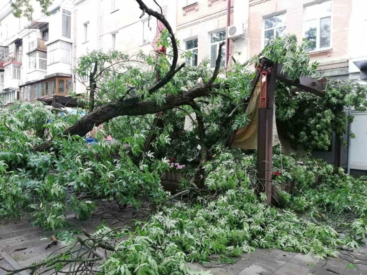 Спаслись чудом: на Украине дерево рухнуло на столик в кафе