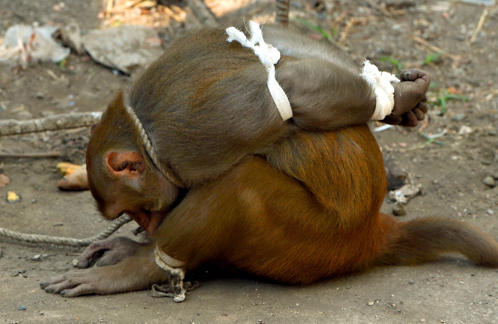«Мордой в пол, копыта врасперды». Для чего в Индии арестовывают обезьян?