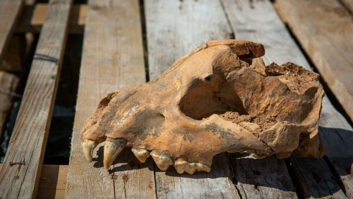 В пещере "Таврида" в Крыму нашли череп гигантской ископаемой гиены