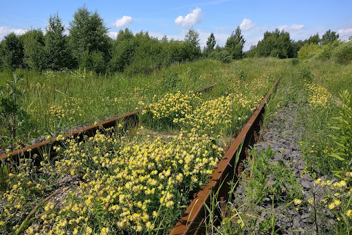 Ржавеют без дела: оставшись без товаров из России и Белоруссии железные дороги Прибалтики простаивают