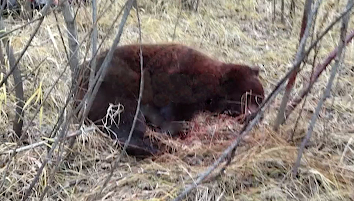 Тюменский боксер убил напавшего на него дикого медведя